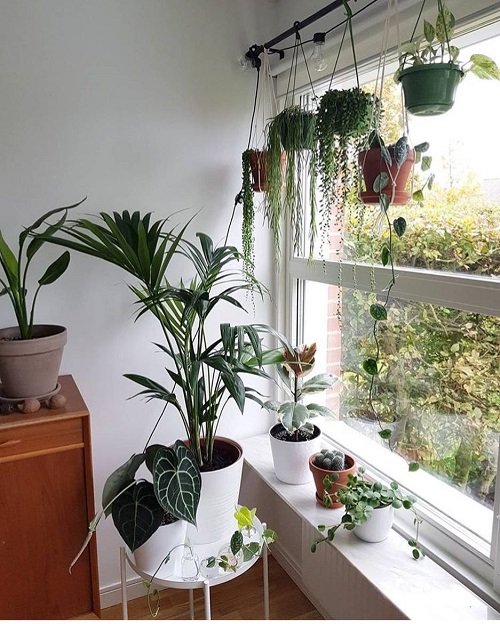 33 Best Hanging Plants in Front of Windows Ideas 16