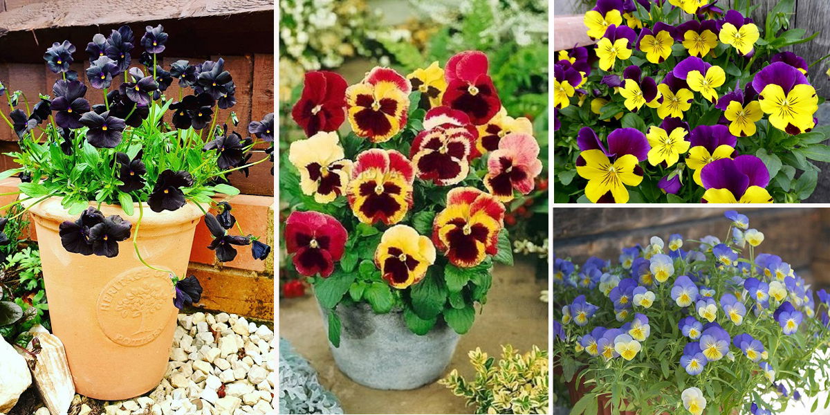 26 Best Types Of Pansies | Most Beautiful Pansy Varieties