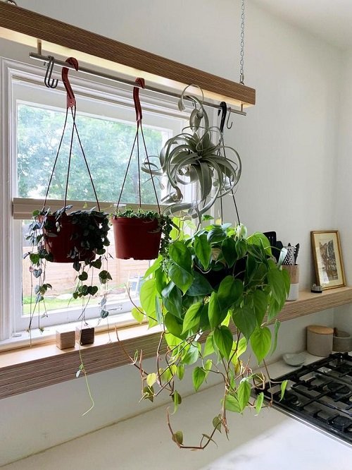33 Best Hanging Plants in Front of Windows Ideas 15