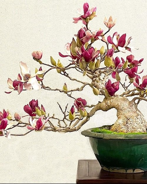 Best Magnolia Bonsai Tree Pictures 12