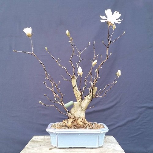 Best Magnolia Bonsai Tree 25