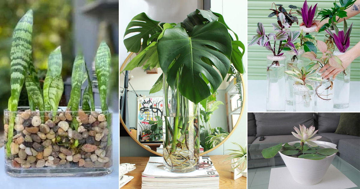 30 Pretty Indoor Plants in Water Garden Ideas