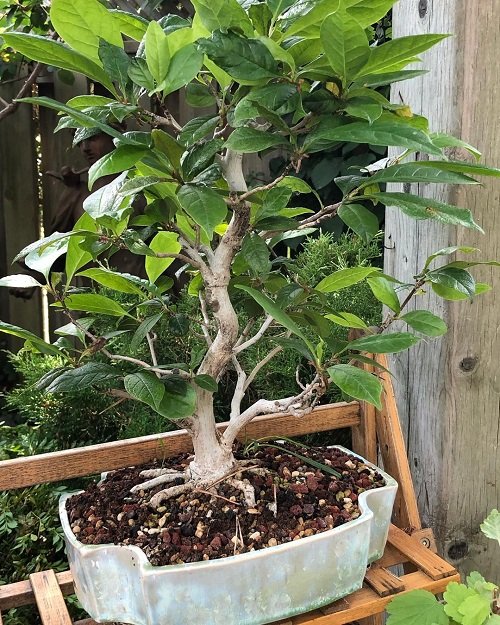 Best Magnolia Bonsai Tree 10