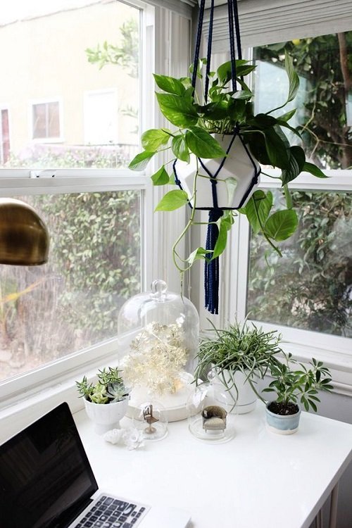 33 Best Hanging Plants in Front of Windows Ideas 14