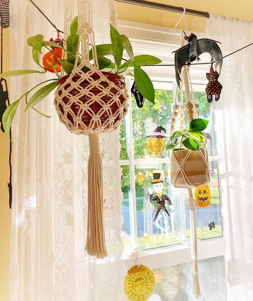 33 Best Hanging Plants in Front of Windows Ideas 8