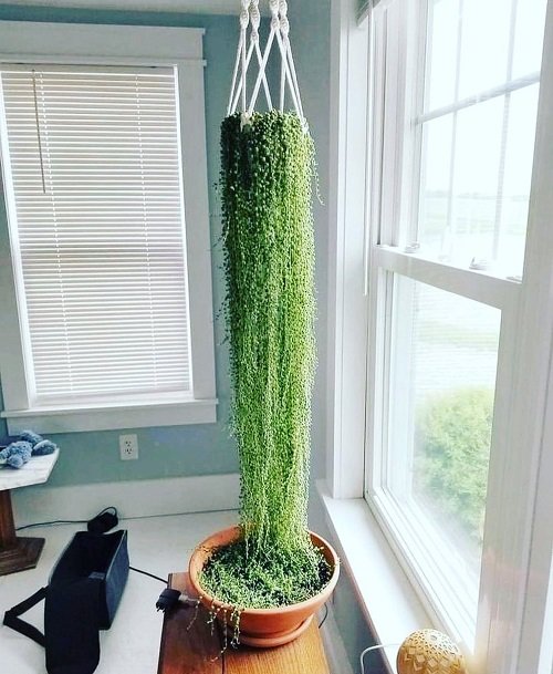 33 Best Hanging Plants in Front of Windows Ideas 6