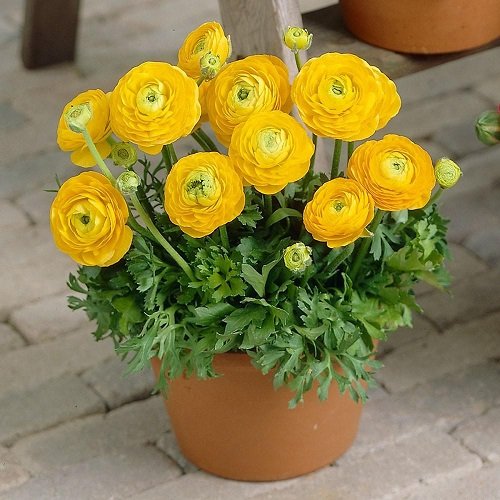 Flowers that Look Like Marigolds 78