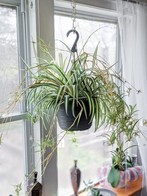 33 Best Hanging Plants in Front of Windows Ideas 13