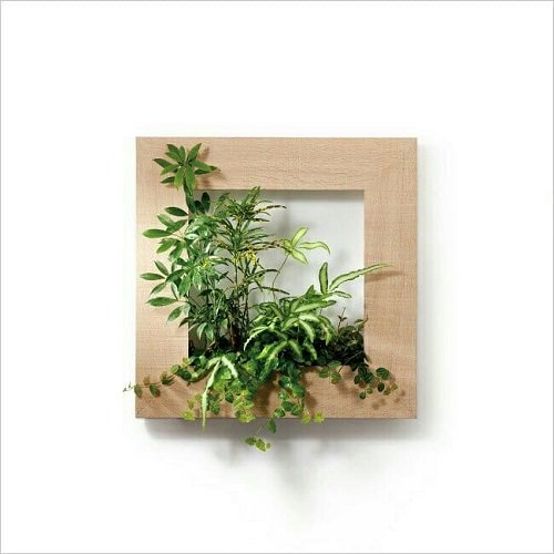 40 Amazing Plants as Picture Frame Ideas 11