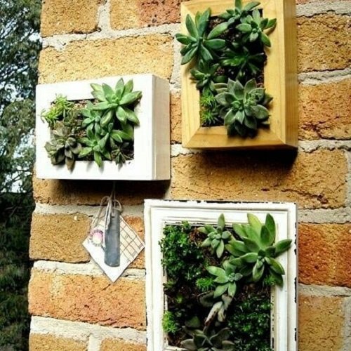 40 Amazing Plants as Picture Frame Ideas 12