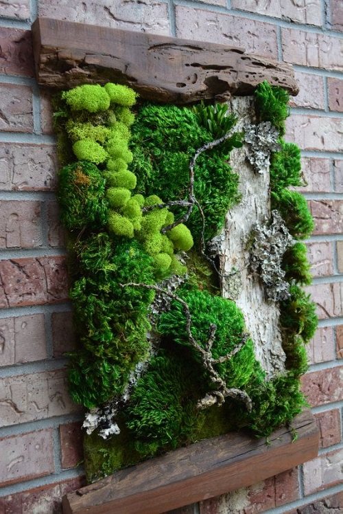 40 Amazing Plants as Picture Frame Ideas 7