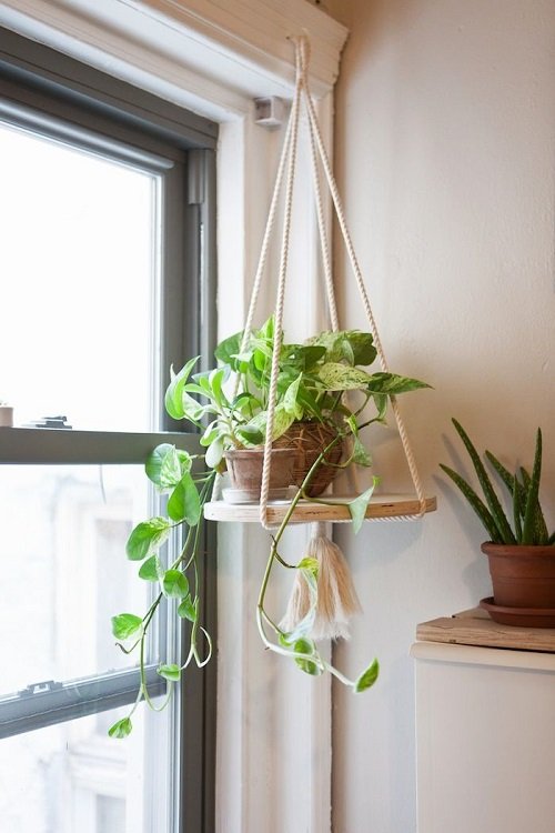 33 Best Hanging Plants in Front of Windows Ideas 2