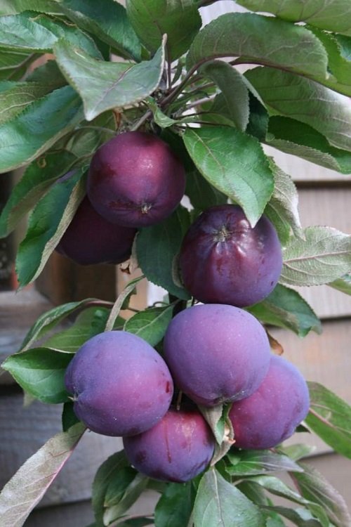 14 Best Purple Fruits to Grow in the Garden 3