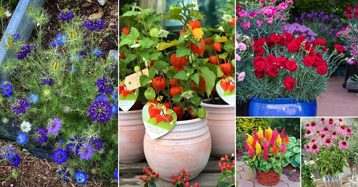 50 Best Cut Flowers for Cutting Garden Types of Cut Flowers