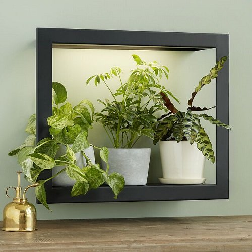 40 Amazing Plants as Picture Frame Ideas 6