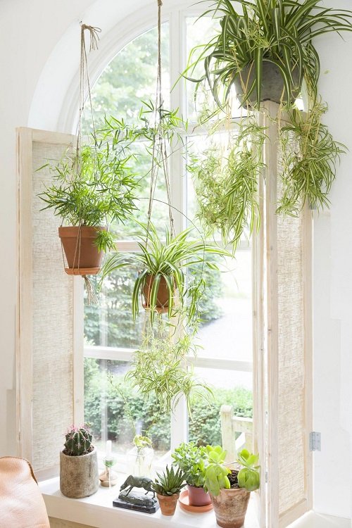 33 Best Hanging Plants in Front of Windows Ideas 