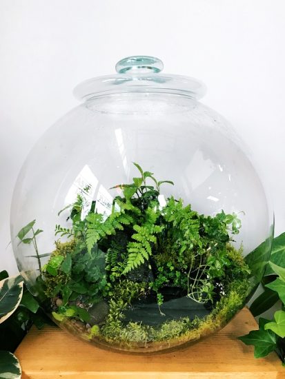 45 Best Small Terrarium Plants | Mini Plants For Closed Terrariums