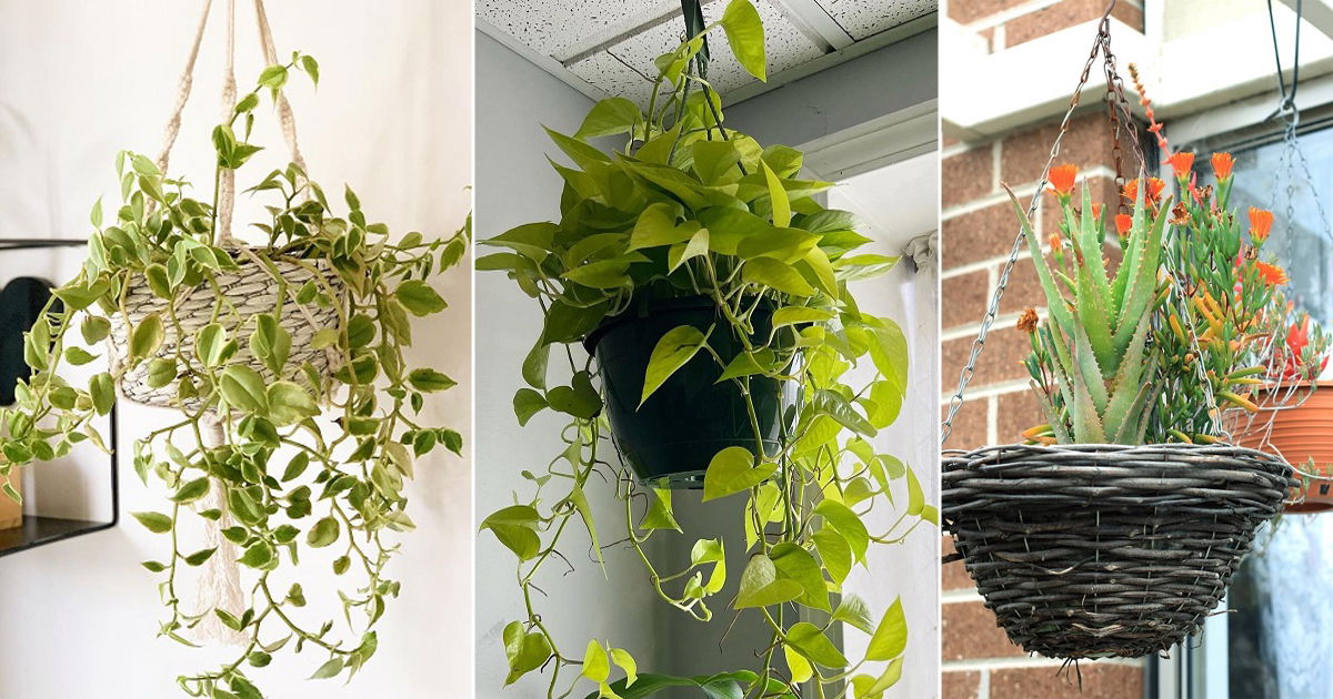 7 Impossible to Kill Hanging Basket Plants for Growing Indoors