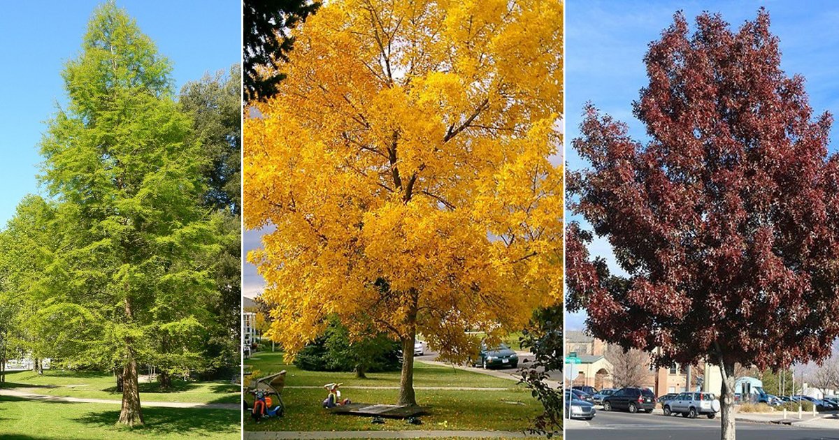 7 Of The Fastest Growing Trees In Texas2 