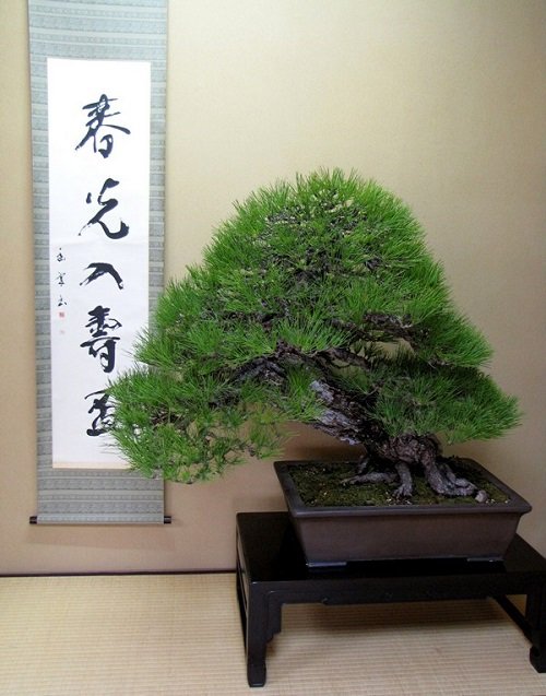 Oldest Bonsai Trees in the World 4