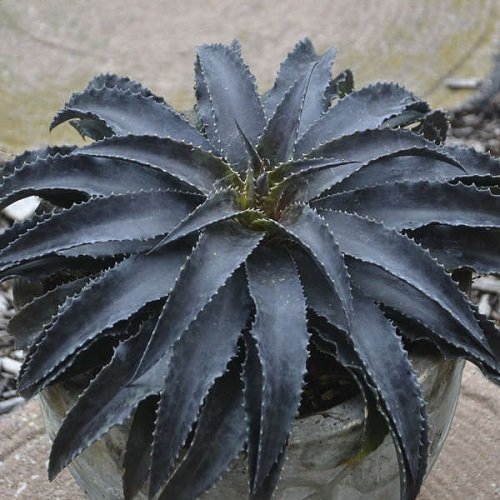 Best Black Magic Plants for the Garden 3