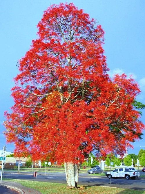 Types of Flame Trees
