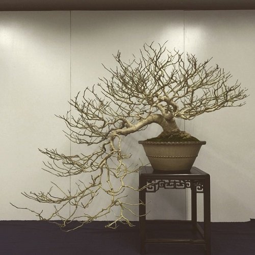 Best Magnolia Bonsai Tree Pictures 4
