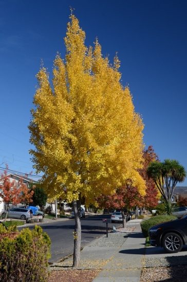 28 Best Tall Skinny Trees | Columnar Tree Names