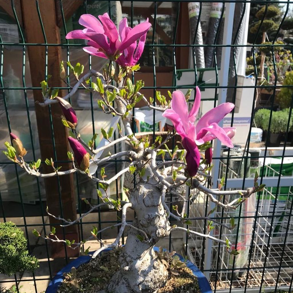 Best Magnolia Bonsai Tree 2