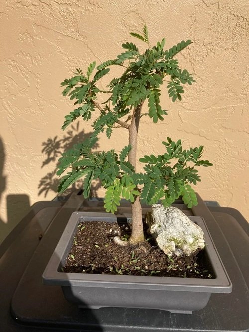  Best Mimosa Tree Bonsai Pictures4