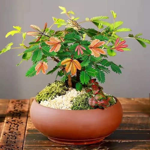 Top Images of Mimosa Tree Bonsai