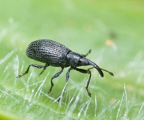 Tiny Black Bugs that Look Like Poppy Seeds 11