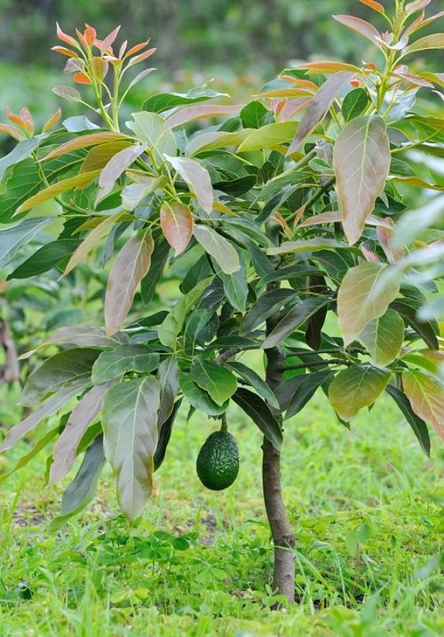 Avocado A Fruit
