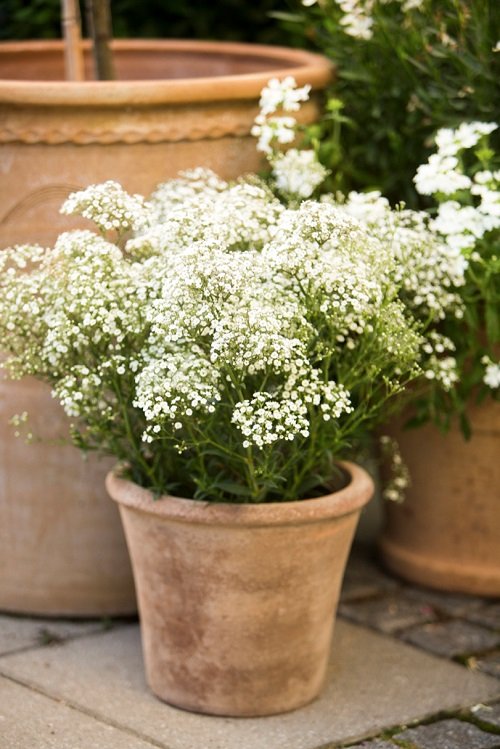 Plants with Clusters of Tiny White Flowers 1
