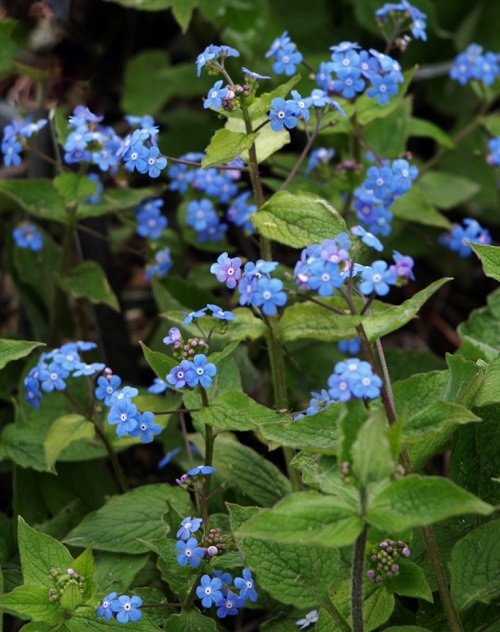 Dark Blue Flowers 13