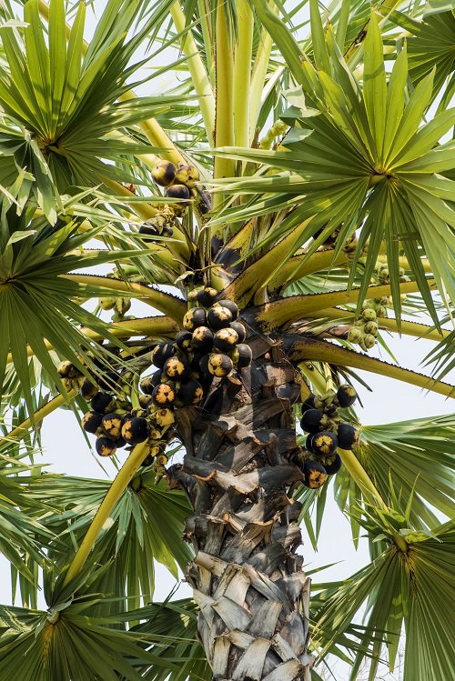 List of Best Palm Fruits 4