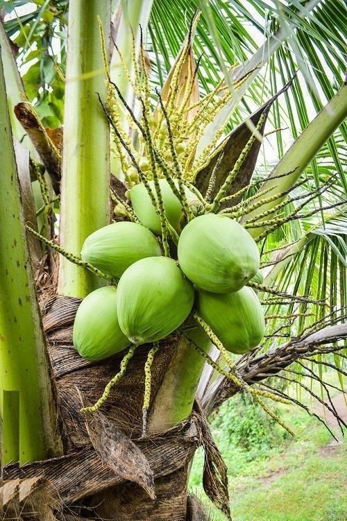 List of Best Palm Fruits 5