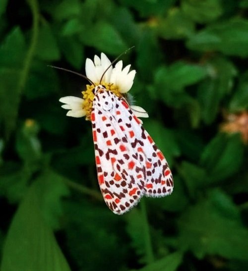 Cute Moths that are as Beautiful as Butterflies 6