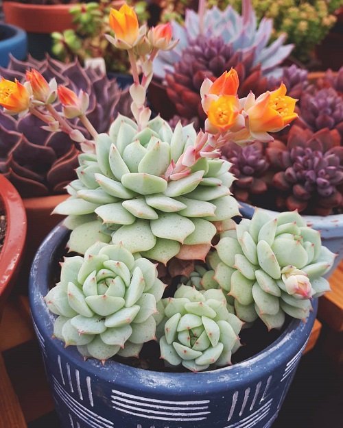Succulents with Different Color Flowers 14