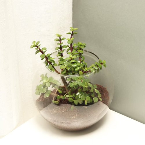 Small Terrarium Plants 41