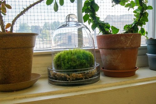 Best Small Terrarium Plants 20