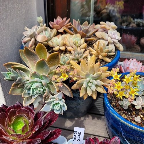 Succulents with Different Color Flowers 9