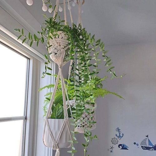 33 Best Hanging Plants in Front of Windows Ideas 11