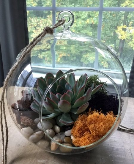 33 Best Terrariums Plants | Top Plants for Indoor Terrarium