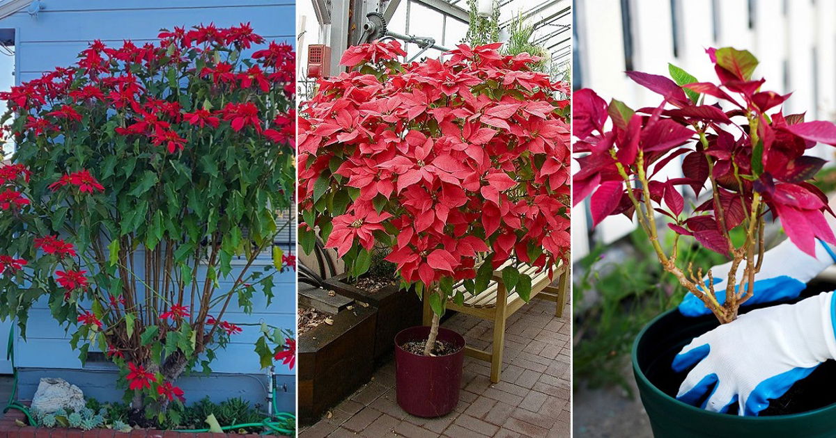 How To Grow A Big Poinsettia As A Tree | Balcony Garden Web