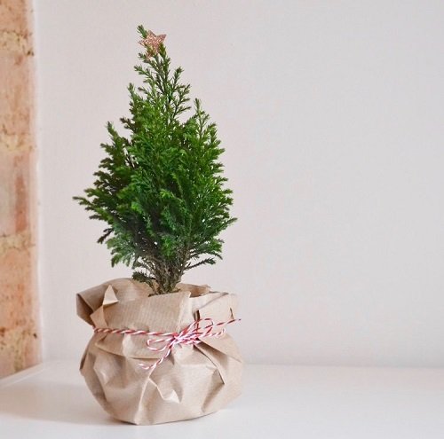 Wrapped Potted Plant Centerpieces and Gift Ideas 11
