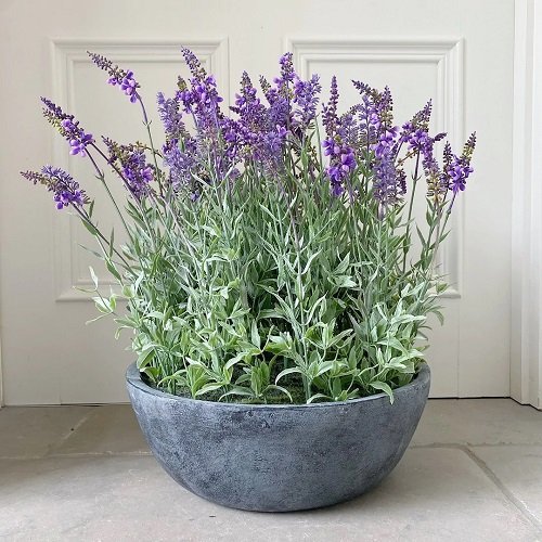 How to Grow Lavender Plants | Growing Lavender 1