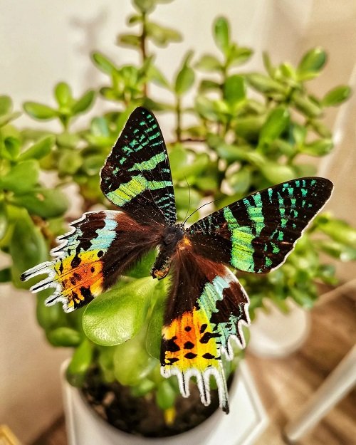 Cute Moths that are as Beautiful as Butterflies 2