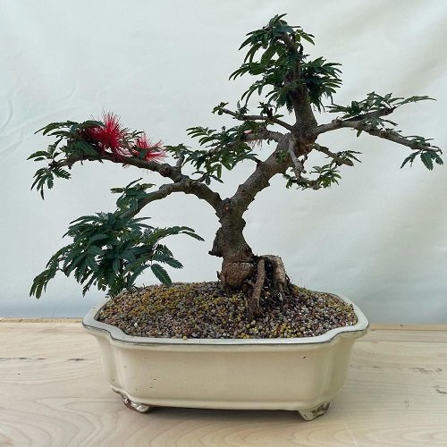 17 Best Mimosa Tree Bonsai Pictures | Balcony Garden Web