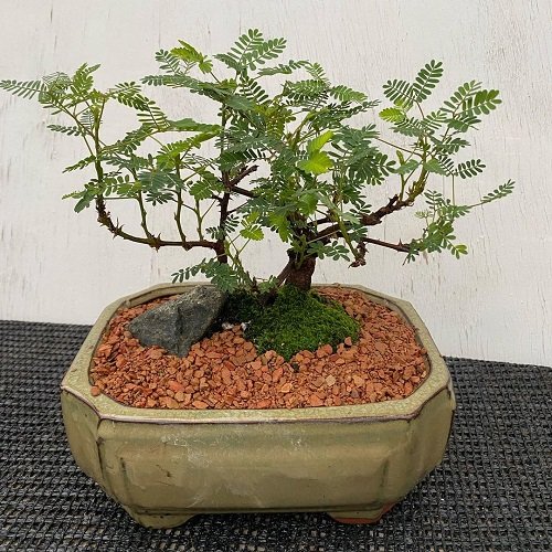  Best Mimosa Tree Bonsai Pictures3
